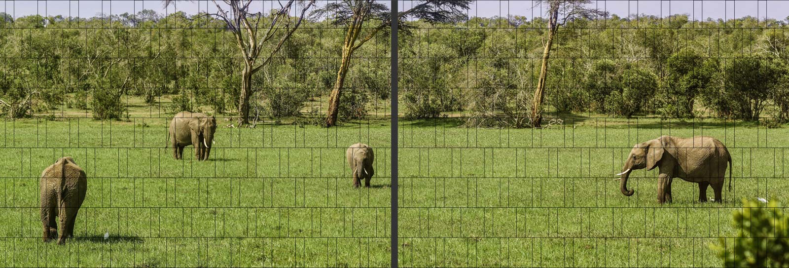 Elefanten - XL Panorama Tierdruck Poster 