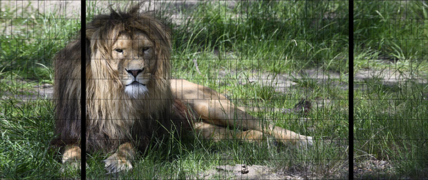 Löwe - XXL Panorama Tierposter