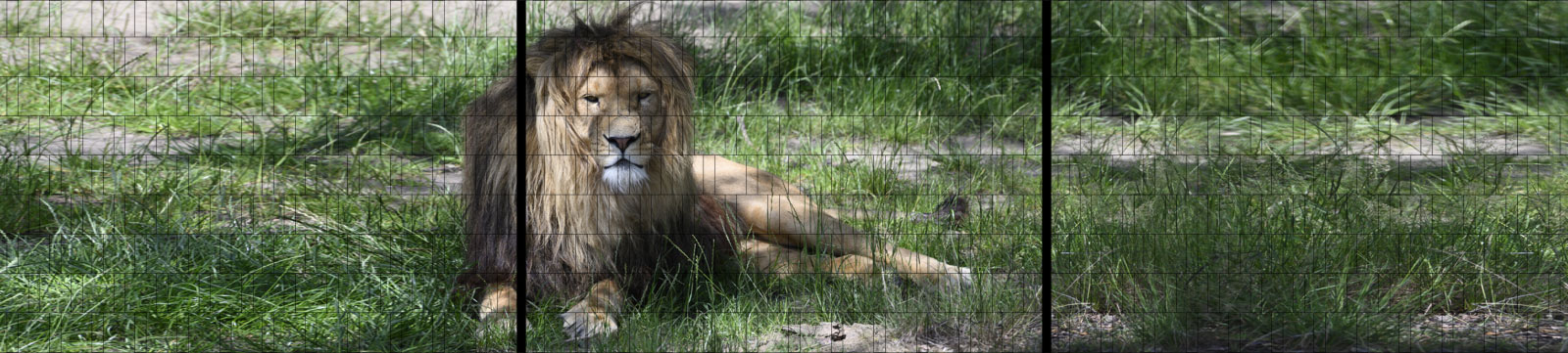 Löwe - XXL Panorama Tierposter